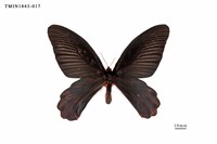 藏品(曙鳳蝶)的圖片